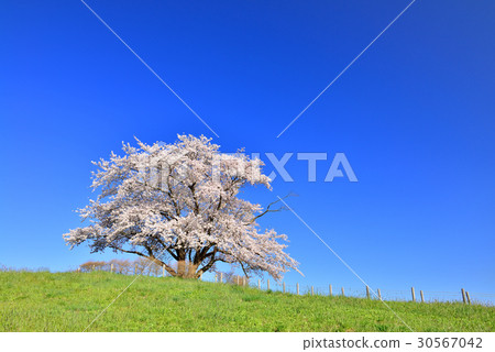 櫻花里面 櫻花里面 30567042