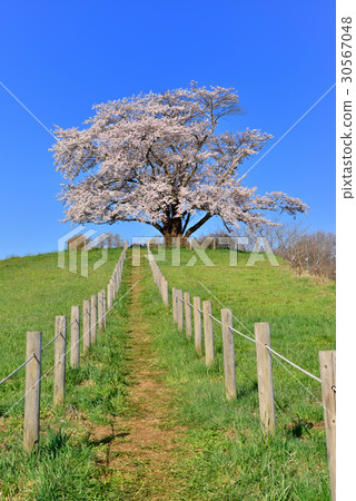 櫻花里面 30567048