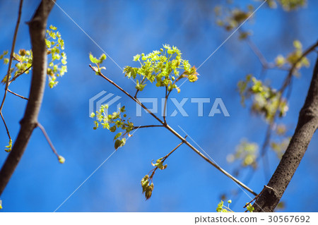 Branches of trees with young greens 30567692
