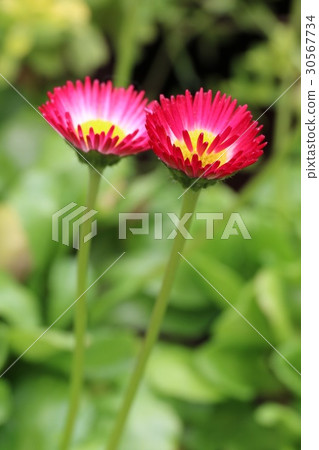 雛菊 30567734
