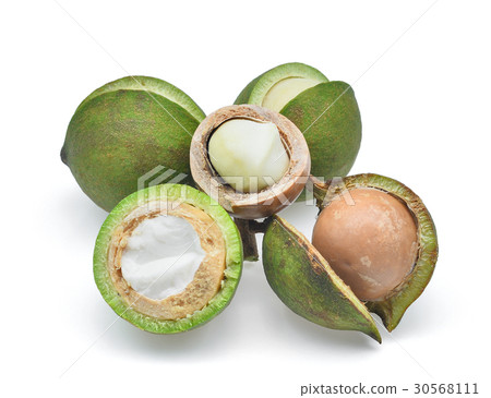 macadamia isolated on white background 30568111