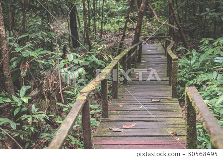 Moss covered footpath in the rainforest 30568495