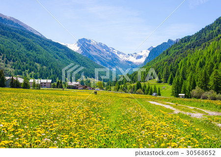 Dirt country road crossing flowery meadows 30568652