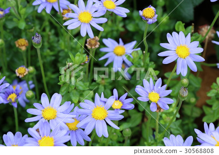 Blue Daisy Blue Daisy 30568808