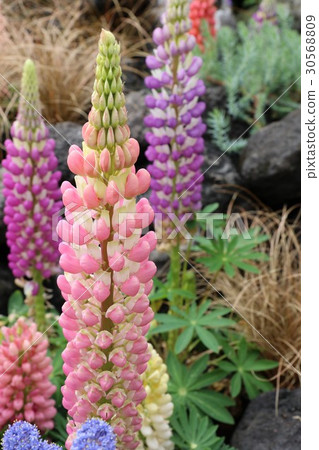 Russell Lupinas 30568809