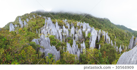 Limestone pinnacles at gunung mulu national park 30568909