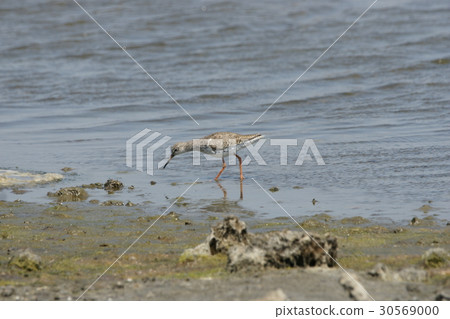 一隻鳥 一隻鳥 30569000