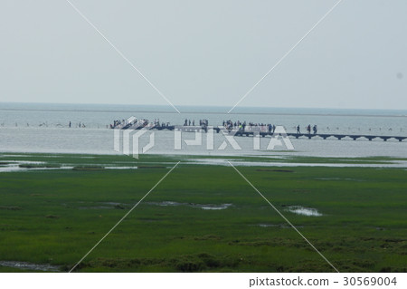 高美溼地 高美溼地 30569004