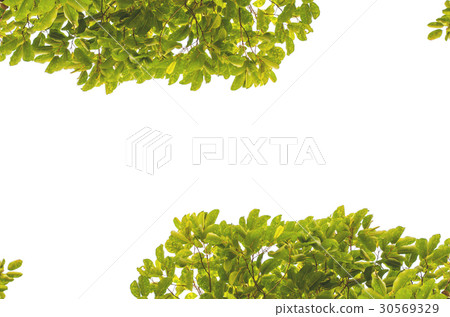 Bush green on a white background. Bush green on a white background. 30569329