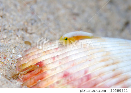 Nakamoto Irowake goby Nakamoto Irowake goby 30569521