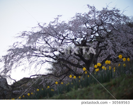 Narcissus路的埋葬櫻花 Narcissus路的埋葬櫻花 30569563
