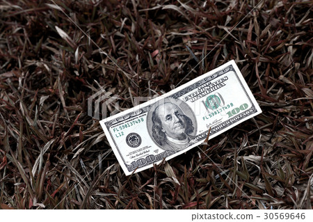 one hundred dollar bill on dried grass 30569646
