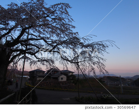 清晨可食用的櫻花 30569647