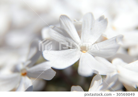 薄荷櫻桃樹 薄荷櫻桃樹 30569849