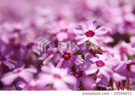 Moss phlox Moss phlox 30569851