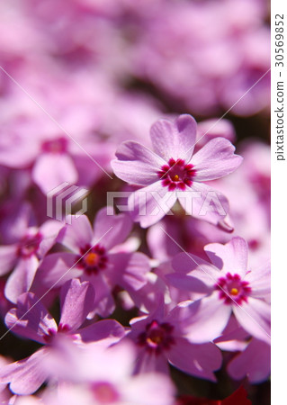 薄荷櫻桃樹 薄荷櫻桃樹 30569852