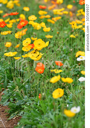 Narita Yume Ranch Narita Yume Ranch 30569937