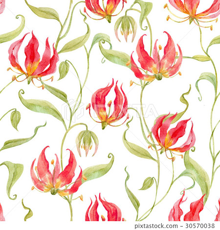 Watercolor gloriosa rothschildiana pattern 30570038