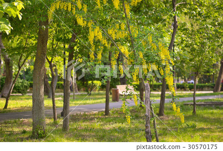 Cassia fistula flower 30570175