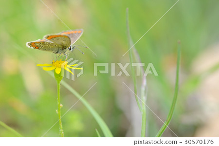 Common Blue (Polyomathus icarus) butterfly 30570176