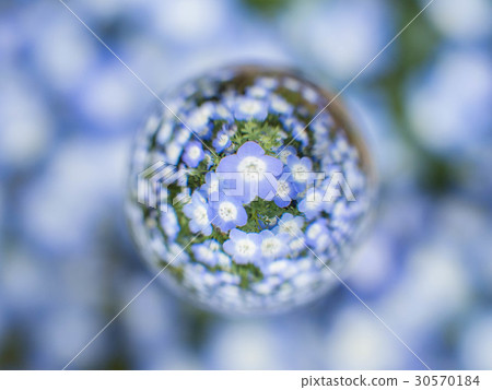 Nemophila與肘部鏡片 30570184