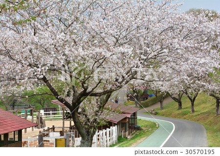 成田Yume牧場 30570195