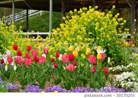 成田Yume牧場 成田Yume牧場 30570203