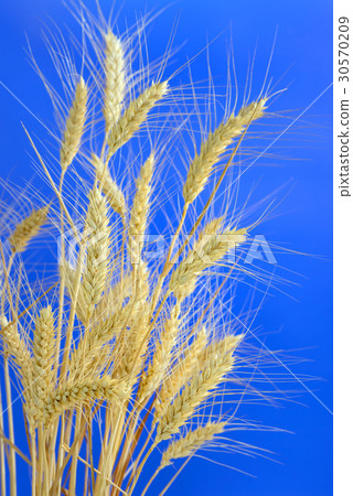 stems of ripe wheat 30570209