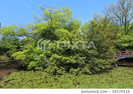 Yashima-ji的血池 Yashima-ji的血池 30570516