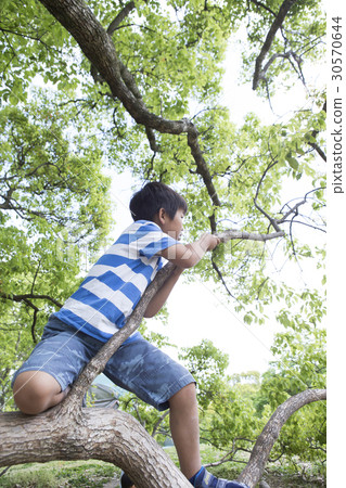 爬樹的男孩 30570644