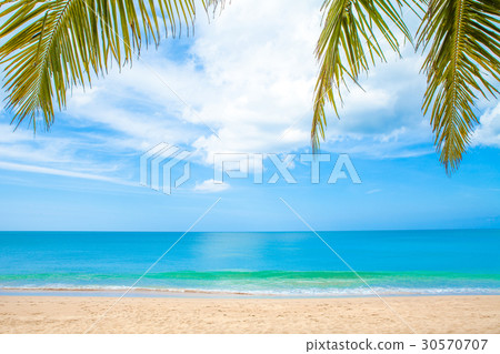 summer beach with palm trees 30570707