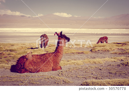 Lamas herd in Laguna colorada, Altiplano, Bolivia 30570778
