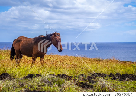 Horse on easter island cliffs 30570794