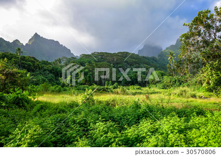 Moorea island jungle and mountains landscape 30570806