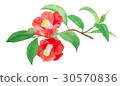 Camellia 13 30570836