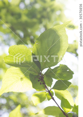 Forest within Gakushuin University Forest within Gakushuin University 30570856