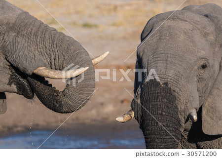 African Elephant 30571200