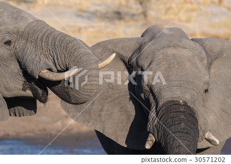 African Elephant African Elephant 30571202