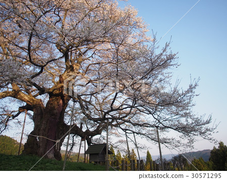 Spring Daigo Sakura 30571295