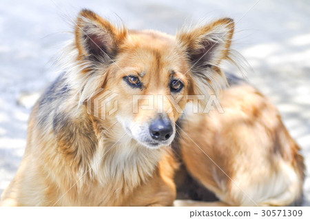 stray dog or mongrel dog stray dog or mongrel dog 30571309