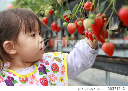 Young child hunting strawberries (2 years old) 30571342