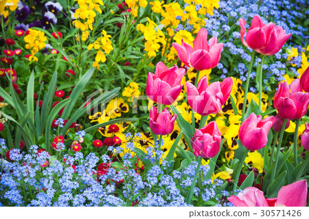 Colorful decorative flowers, garden flowerbed Colorful decorative flowers, garden flowerbed 30571426