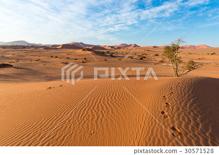 The scenic Sossusvlei and Deadvlei, Namibia 30571528