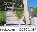 神社和島貓 30571847