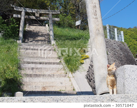 神社和島貓 30571847