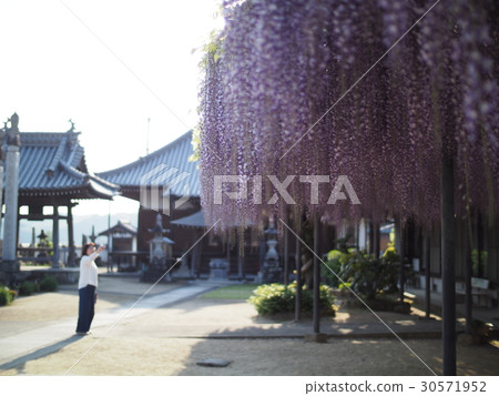 在Banpuku-ji的紫藤格子 30571952