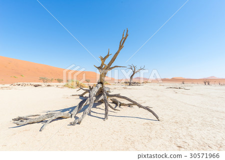 The scenic Sossusvlei and Deadvlei 30571966