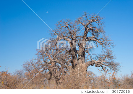 Huge Baobab plant in the african savannah 30572016