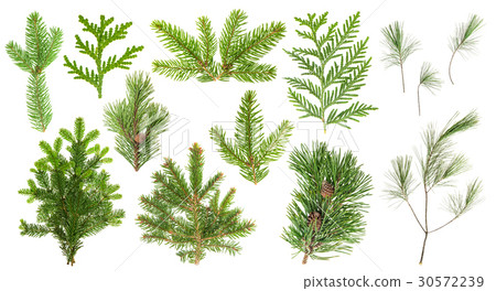 Set coniferous tree branches Spruce pine cypress Set coniferous tree branches Spruce pine cypress 30572239