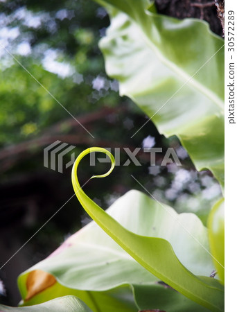 crop closeup on large green leaves of tropical pla 30572289